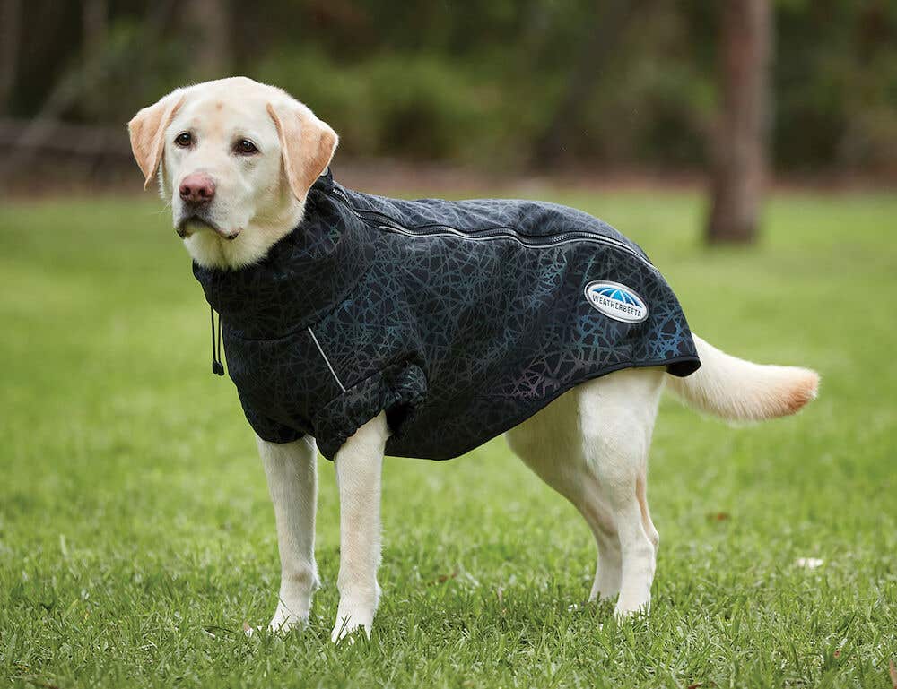 Puppy clothes online 2025