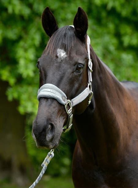 Headcollars & Leads