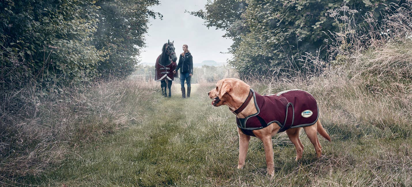  A dog wearing a WeatherBeeta outdoor dog jacket looking back at a horse wearing a WeatherBeeta horse rug