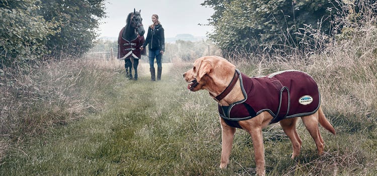  A dog wearing a WeatherBeeta outdoor dog jacket looking back at a horse wearing a WeatherBeeta horse rug