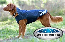 WeatherBeeta Dog